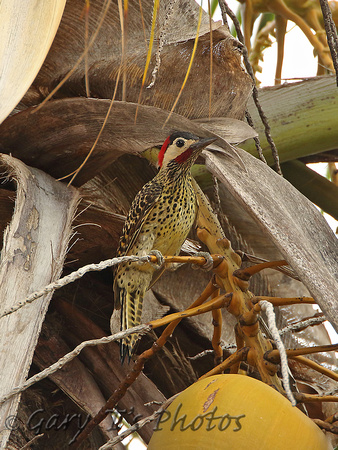 Green-barred Woodpecker (Male)