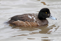 Greater Scaup (1st Winter Drake)