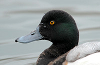 Greater Scaup (1st Winter Drake)