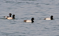 Greater Scaup (1st Summer Drakes)