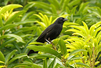 Forbes Blackbird