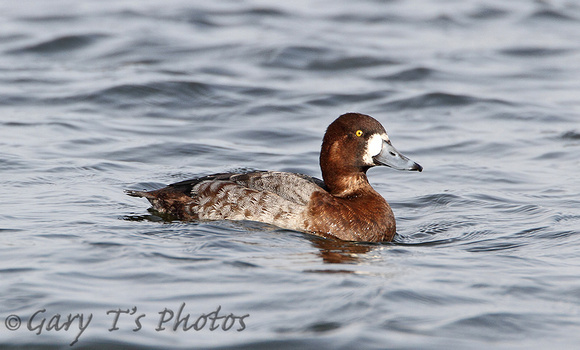 Greater Scaup (Duck)