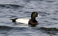 Greater Scaup (Drake)