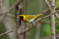 Guira Tanager (Male)