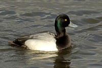 Greater Scaup (Drake)