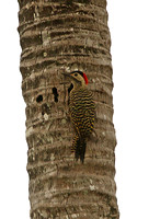 Green-barred Woodpecker (Female)