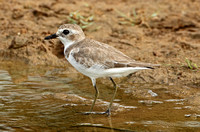 Greater Sand Plover (Adult Winter)