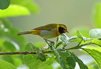 Guira Tanager (Male)