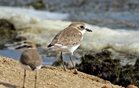 Greater Sand Plover (Adult Winter)