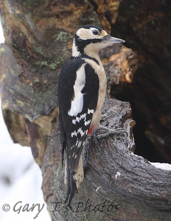 Great Spotted Woodpecker (Female)