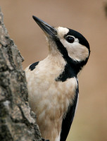 Great Spotted Woodpecker (Female)
