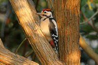 Great Spotted Woodpecker (Juvenile)
