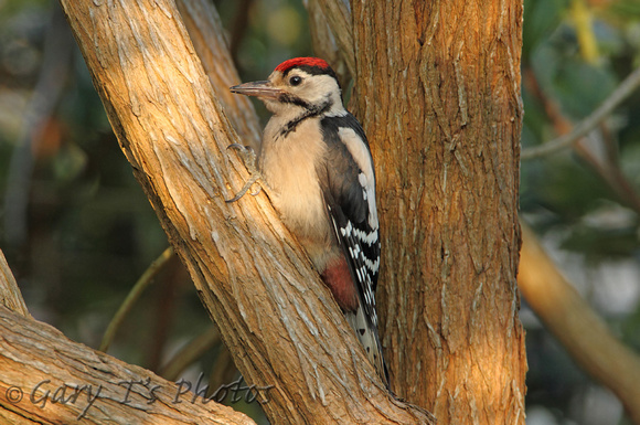 Great Spotted Woodpecker (Juvenile)