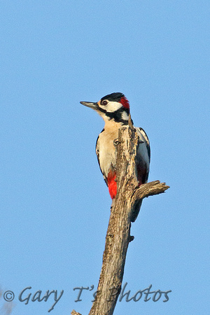 Great Spotted Woodpecker (Male)