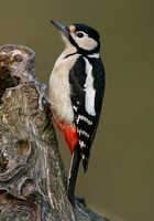 Woodpeckers, Puff-birds & Barbets