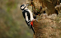 Great Spotted Woodpecker (Female)