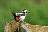 Great Spotted Woodpecker (Male)