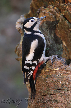 Great Spotted Woodpecker (Female)