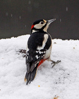Great Spotted Woodpecker (Male)