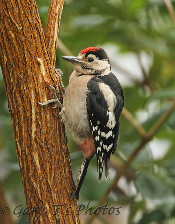 Great Spotted Woodpecker (Juvenile)