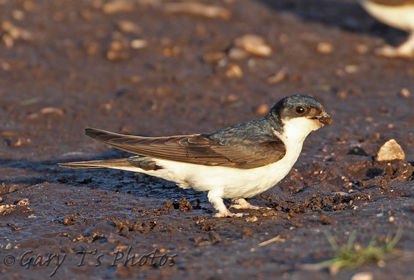 House Martin (Adult)