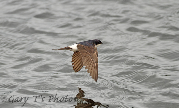 House Martin (Adult)