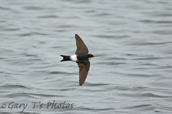 House Martin (Juvenile)