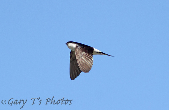 House Martin (Adult)