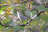 Humes Yellow-browed Warbler