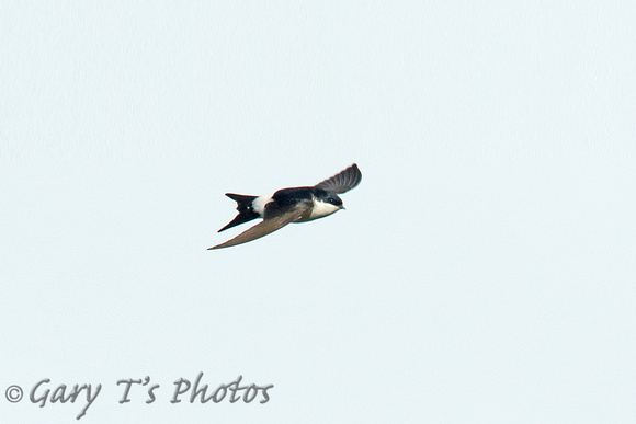 House Martin (Adult)