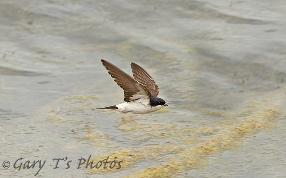 House Martin (Adult)