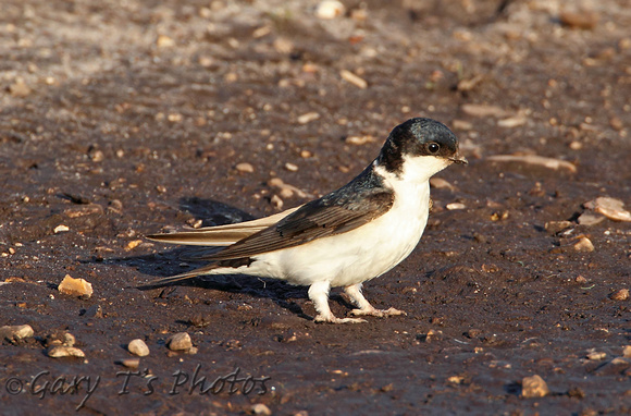 House Martin (Adult)