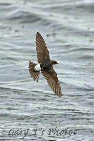 House Martin (Juvenile)