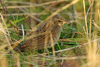 Lanceolated Warbler