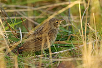 Lanceolated Warbler