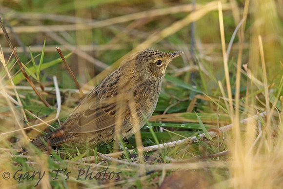 Lanceolated Warbler