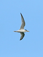 Least Tern