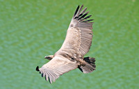 Griffon Vulture (Adult)