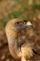 Griffon Vulture (Adult)