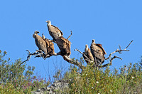 Griffon Vulture (Adults)