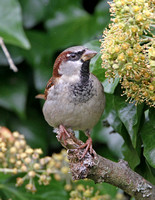 House Sparrow (Male Winter)