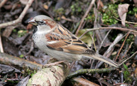 House Sparrow (Male Summer)