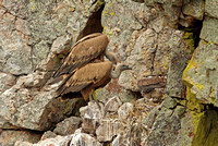 Griffon Vulture (Adults & Juvenile)
