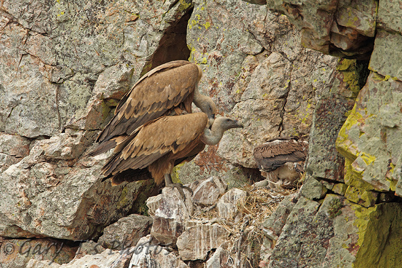 Griffon Vulture (Adults & Juvenile)