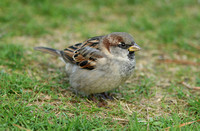 House Sparrow (Male Winter)