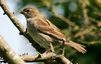 House Sparrow (Juvenile)