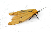 Four-spotted Footman (Lithosia quadra - Female)