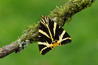 Jersey Tiger (Euplagia quadripunctaria)