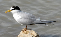 Little Tern