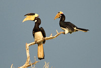 Malabar Pied Hornbill (Pair)